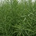 油菜籽2