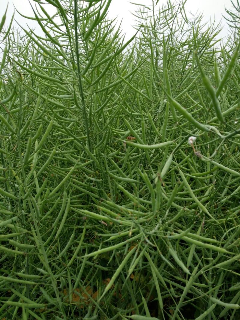 油菜籽2