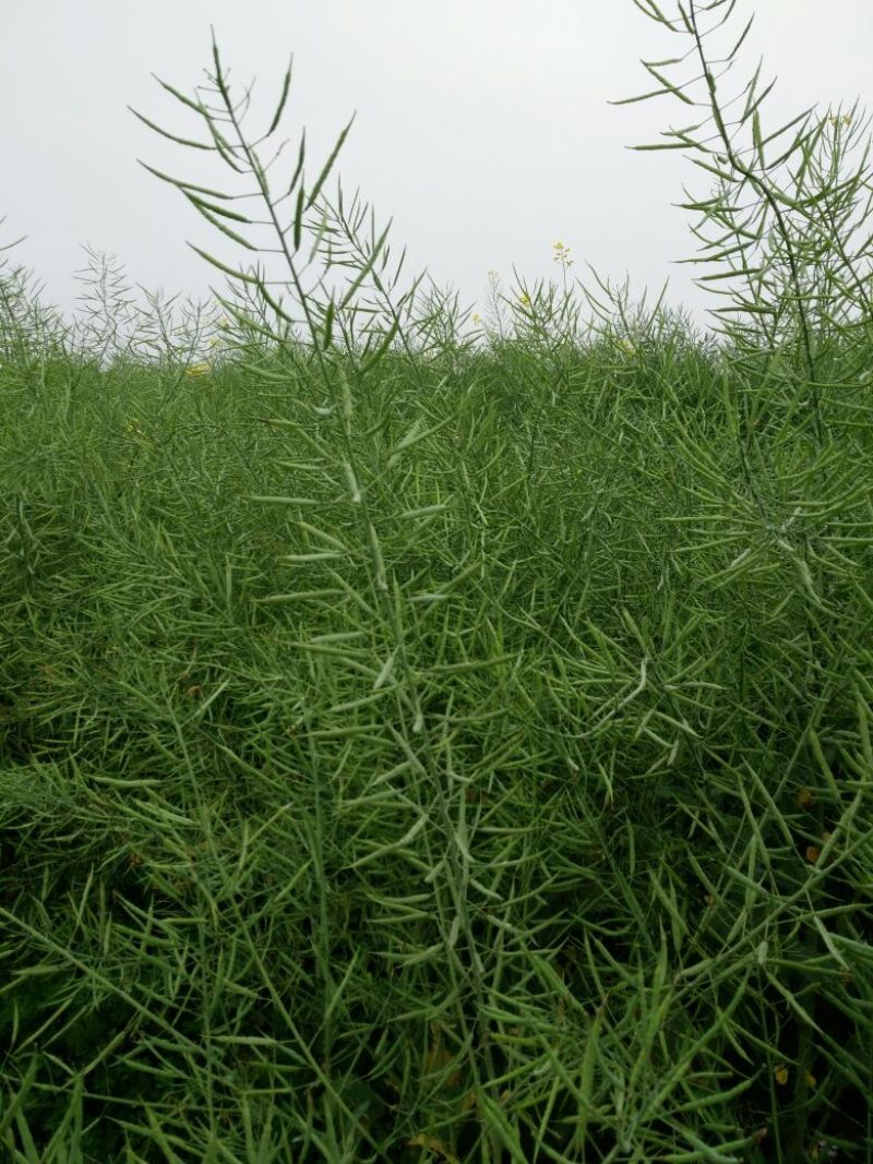 油菜籽2