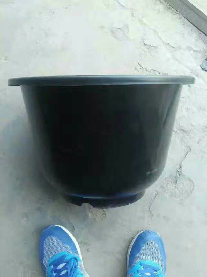 盆栽荷花20~30cm
