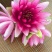 盆栽荷花20~30cm