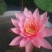 荷花20~30cm