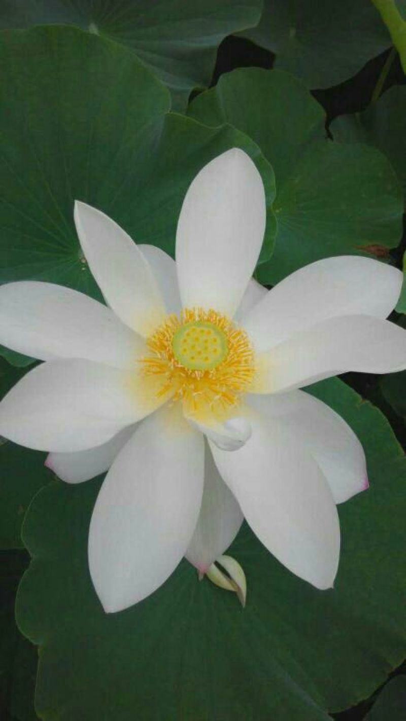 荷花20~30cm