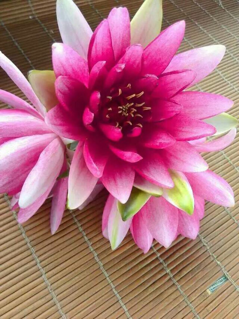 荷花20~30cm
