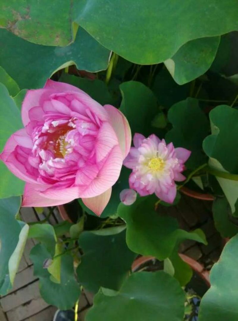 荷花20~30cm