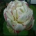 荷花20~30cm