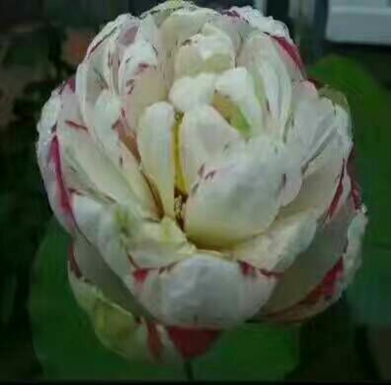 荷花20~30cm
