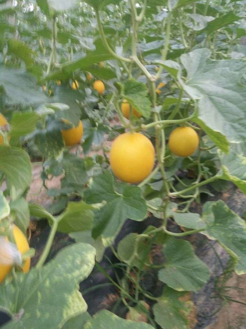 瑞红香瓜3月份大量上市