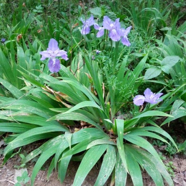 蝴蝶兰苗10~20cm