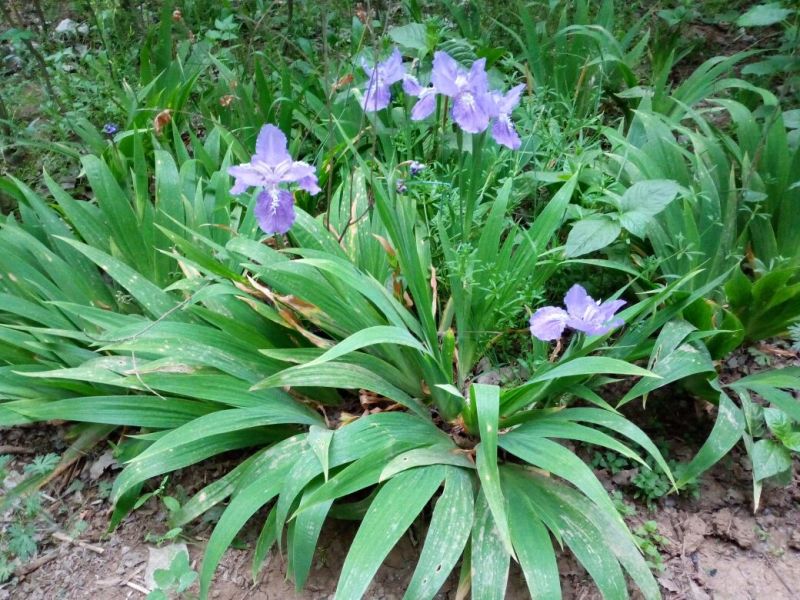 蝴蝶兰苗10~20cm