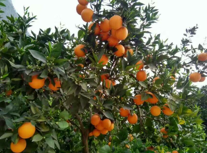 精品夏橙橙子柑橘湖北三峡脐橙之乡一年四季脐橙供应