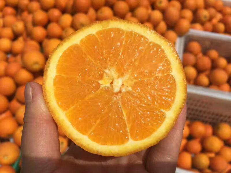 雷波脐橙橙子柑橘产地直销保质保量欢迎订购