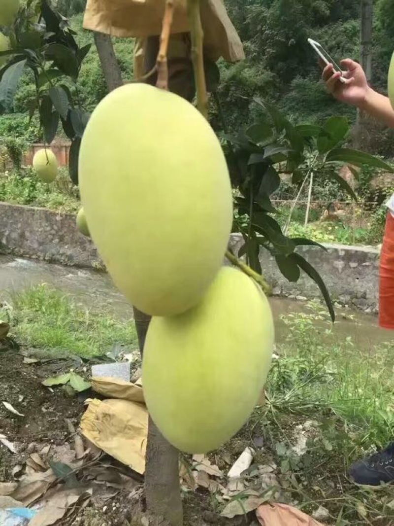 一件代发凯特芒7元攀枝花青芒货产地代办下地直接采摘