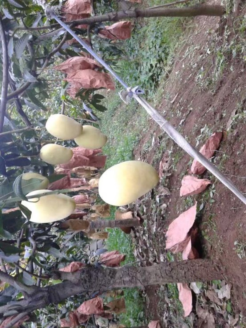 一件代发凯特芒7元攀枝花青芒货产地代办下地直接采摘