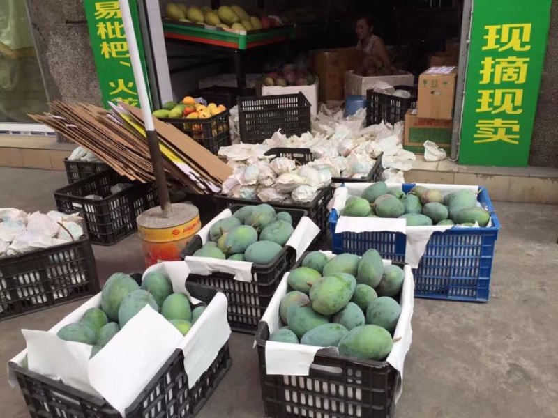 一件代发凯特芒7元攀枝花青芒货产地代办下地直接采摘