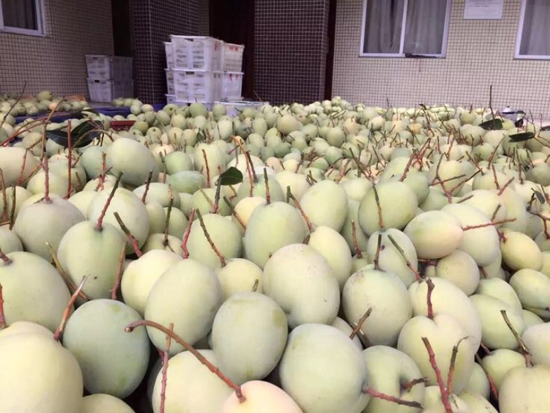 一件代发凯特芒7元攀枝花青芒货产地代办下地直接采摘