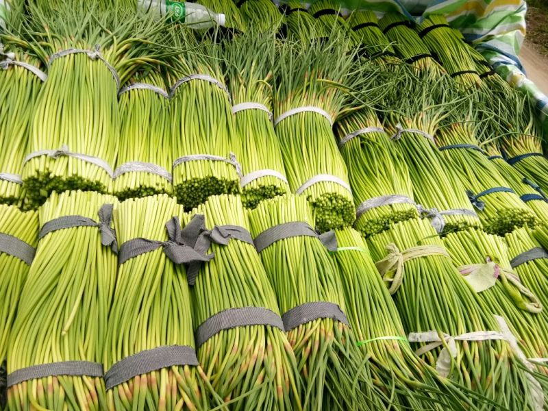 杂交蒜薹精品50~60cm