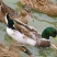 肉麻鸭苗建湖麻鸭苗绿头麻鸭
