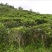 野生藤茶