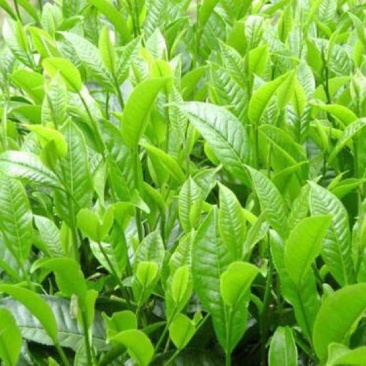 野生藤茶
