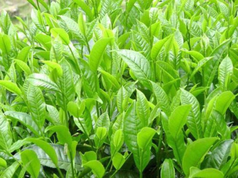 野生藤茶