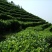 野生藤茶