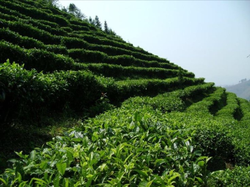 野生藤茶
