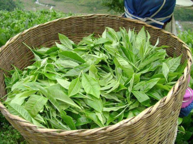 野生藤茶