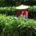 野生藤茶