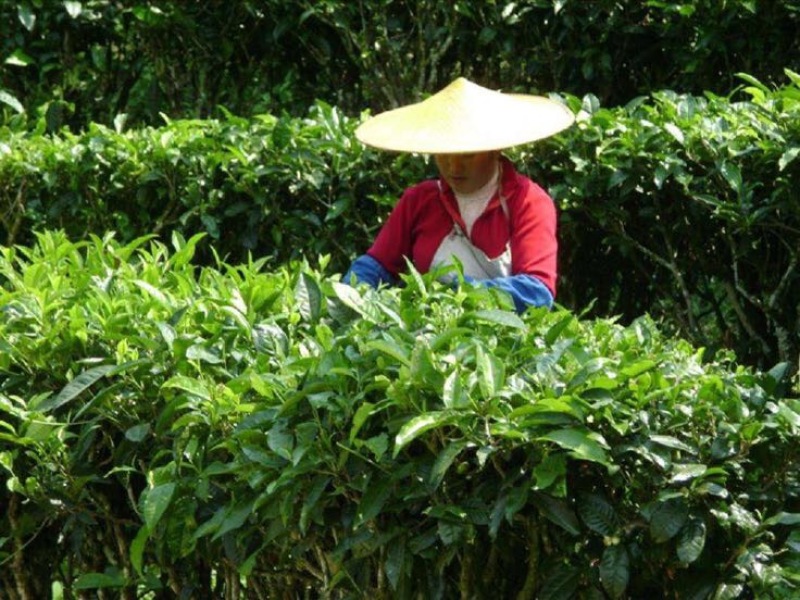 野生藤茶