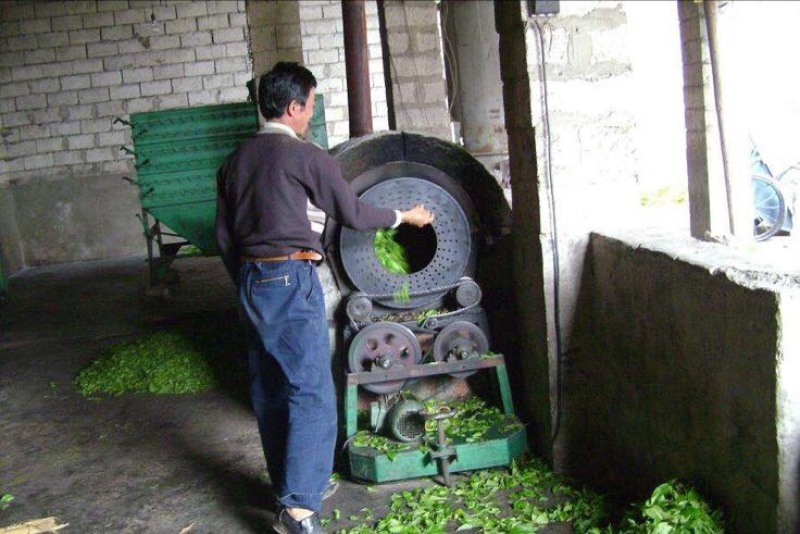野生藤茶