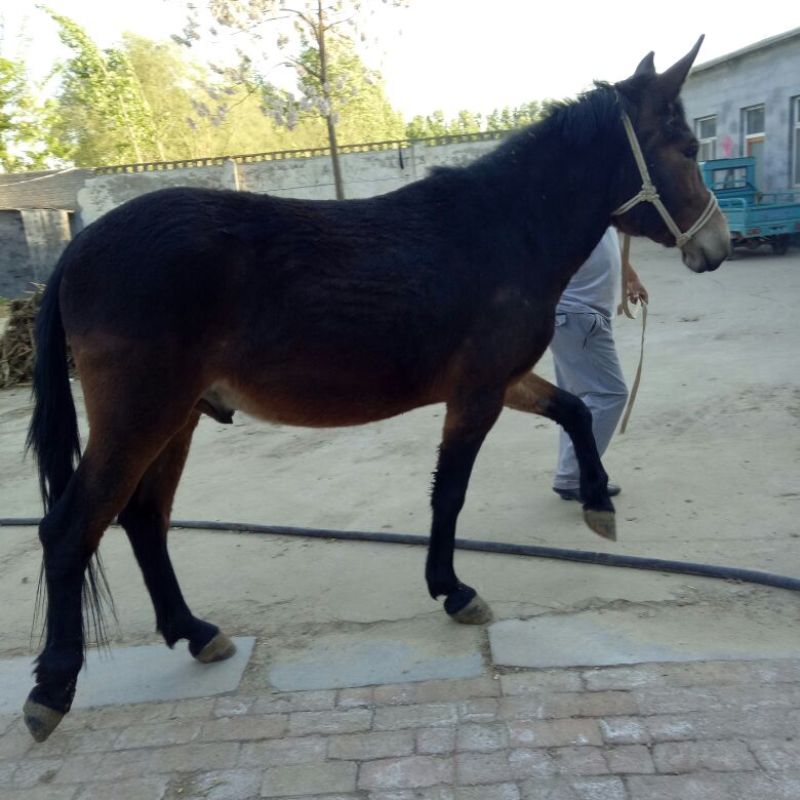 马骡300~400kg