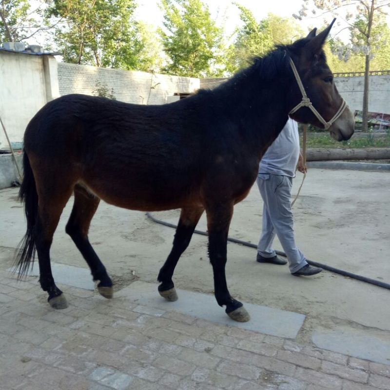 马骡300~400kg