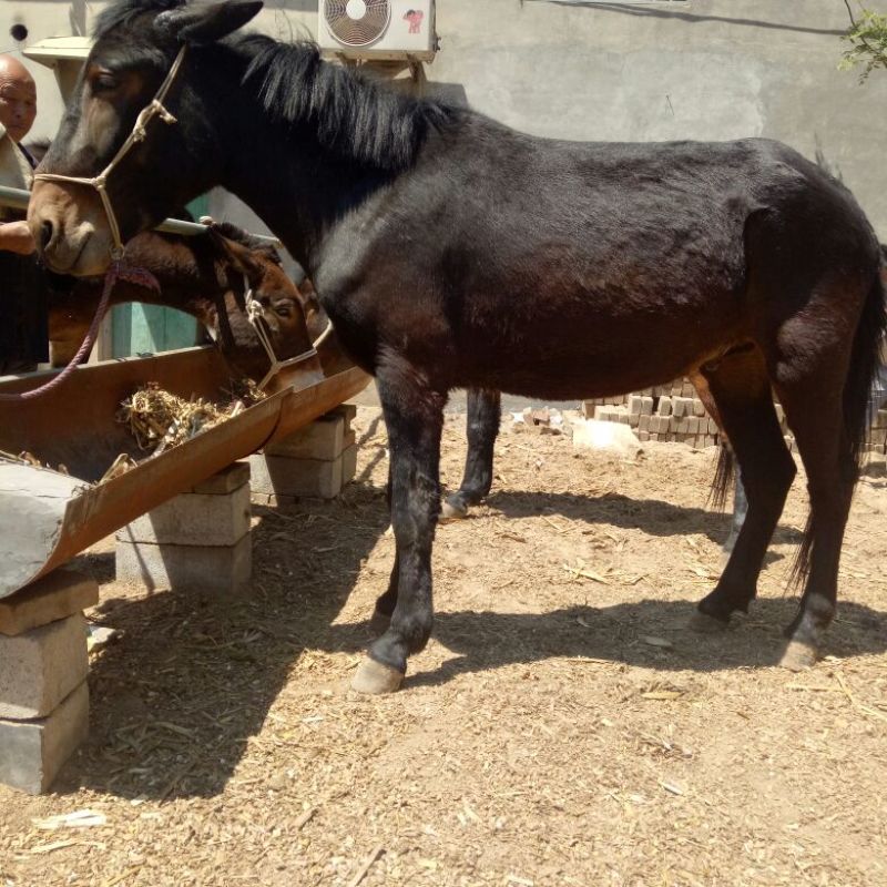 马骡300~400kg
