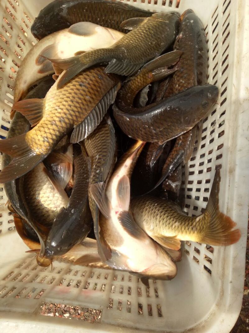 池鲤鱼食用2~3公斤