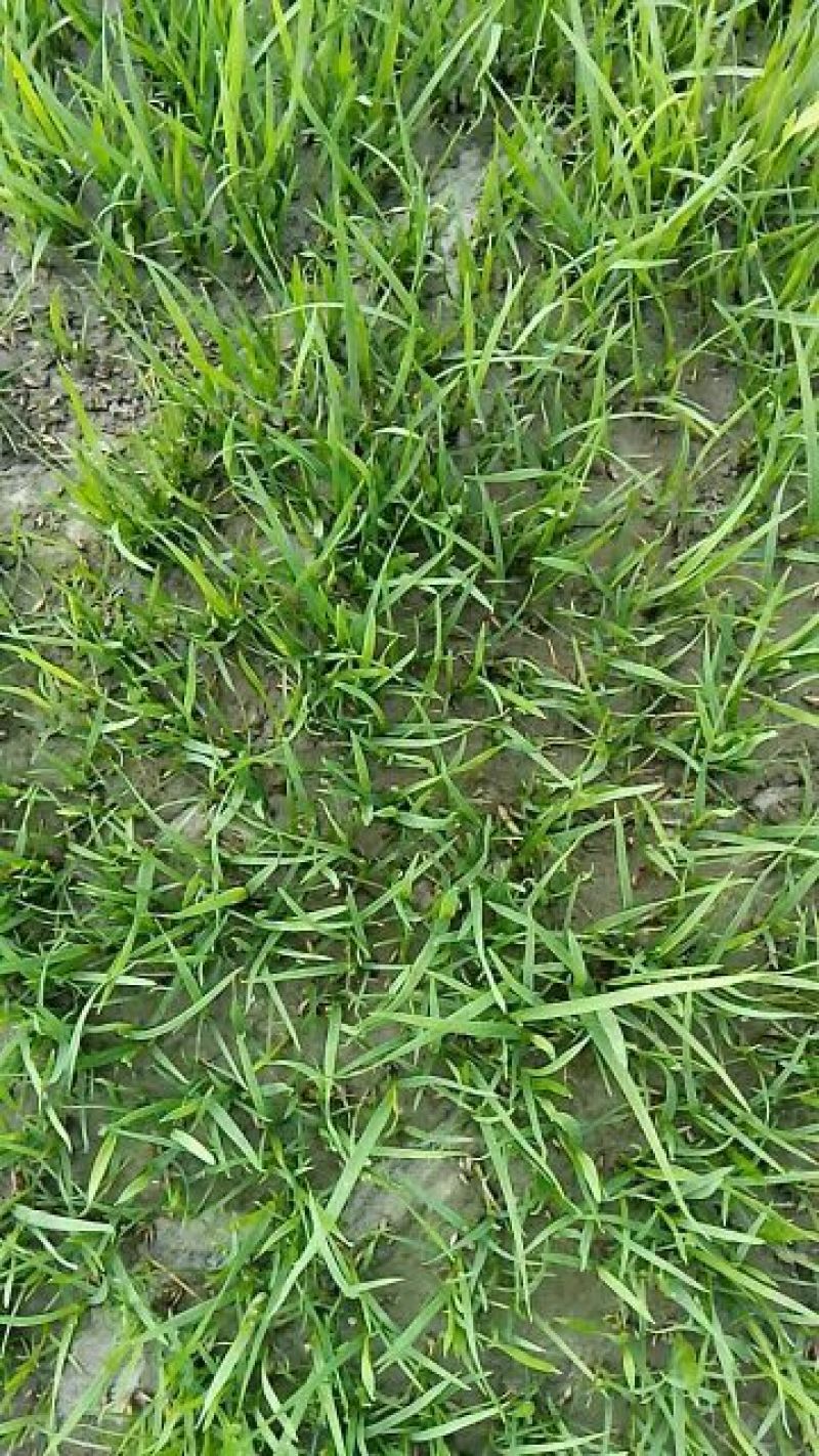 草皮