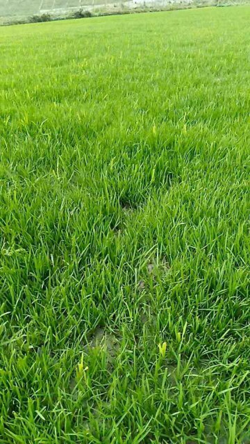 草皮