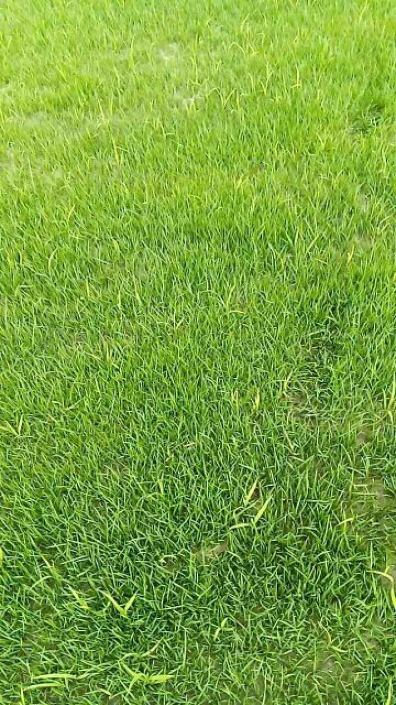 草皮