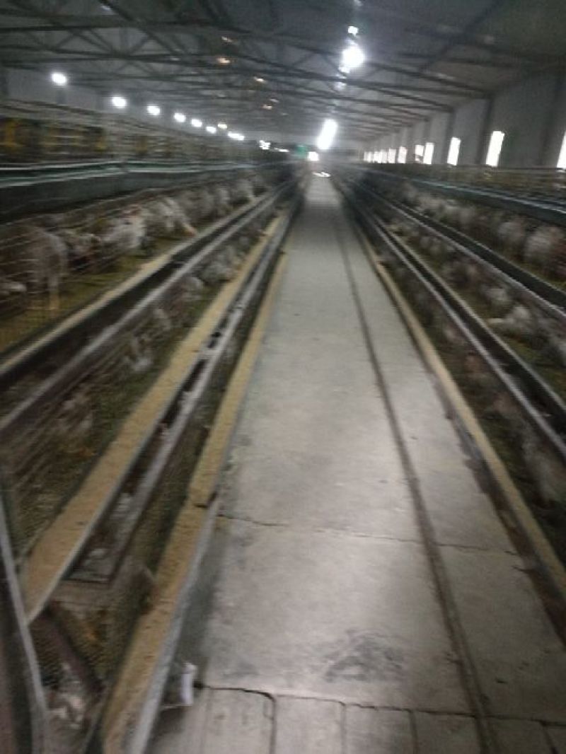 海兰粉壳鸡笼养
