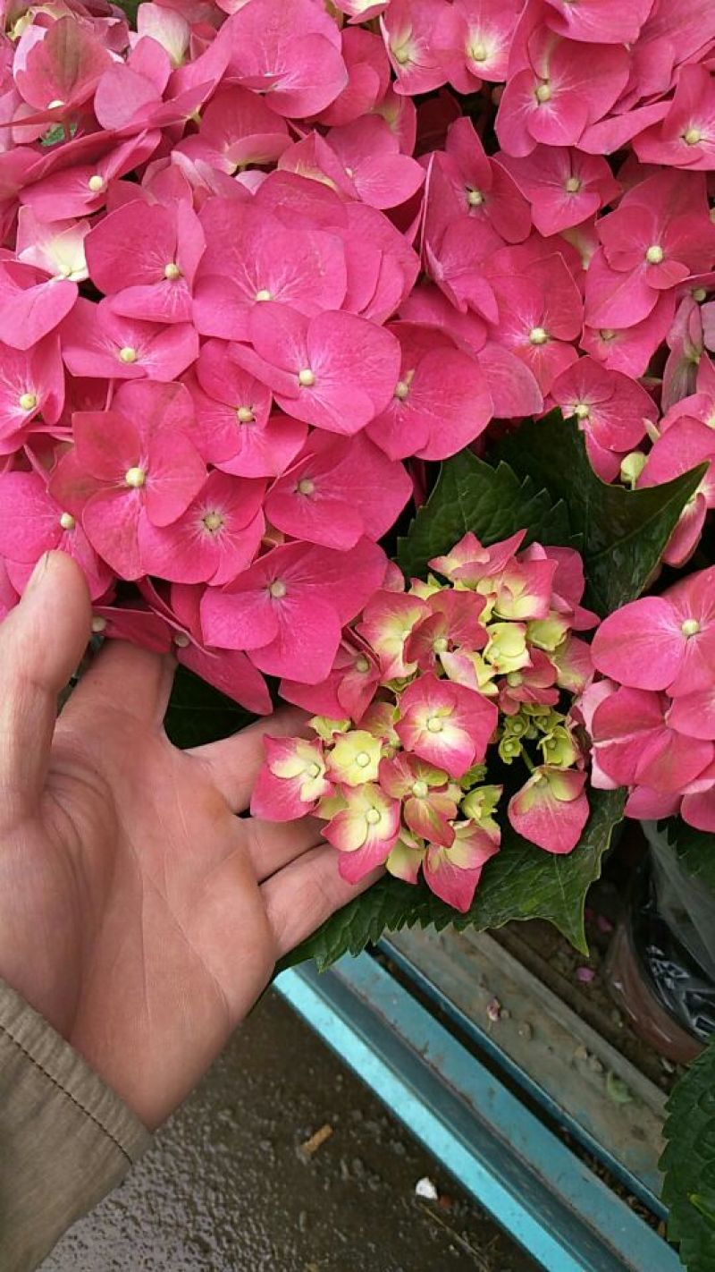 薰衣草种苗