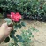 薰衣草种苗