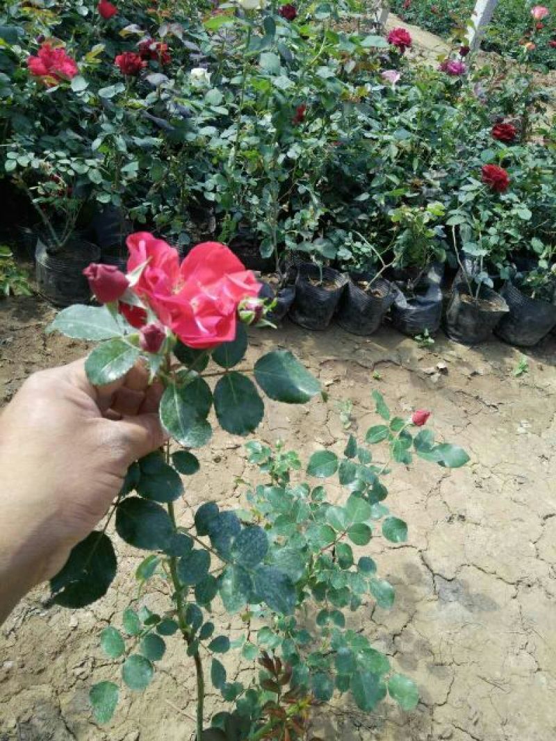 薰衣草种苗