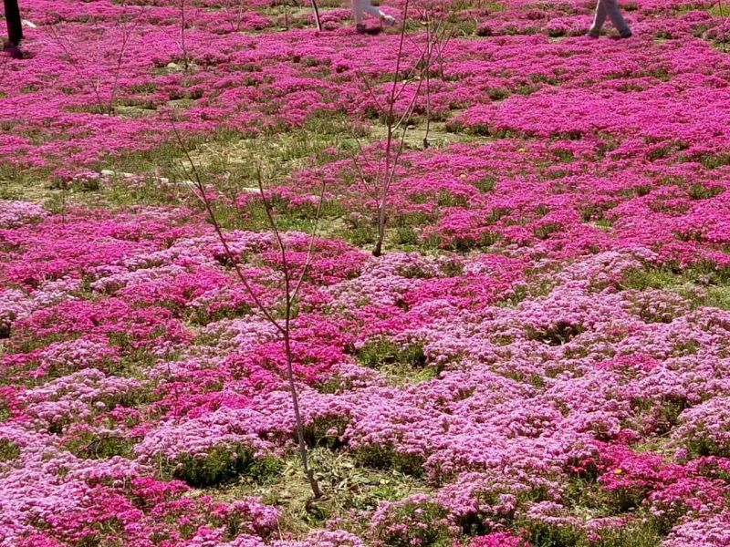 薰衣草种苗