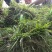 草皮