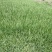 草皮
