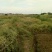 压榨菜籽油四级