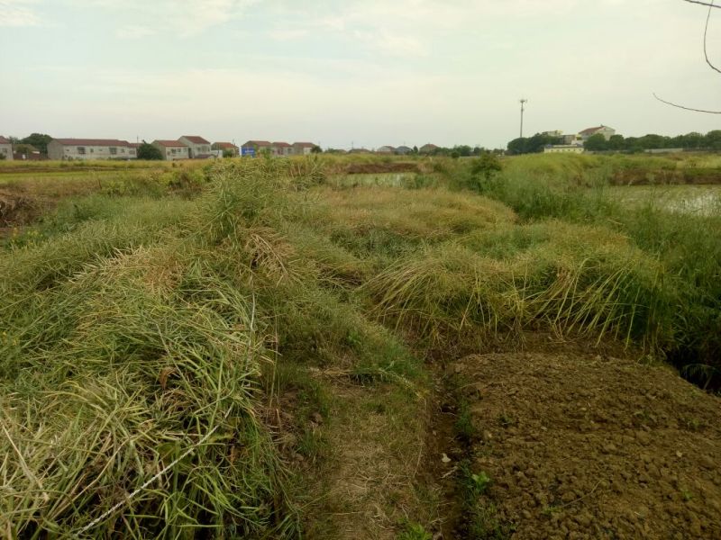 压榨菜籽油四级