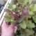 凌霄1~2cm