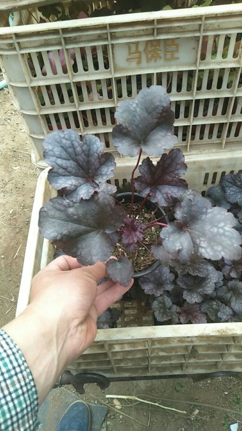 凌霄1~2cm