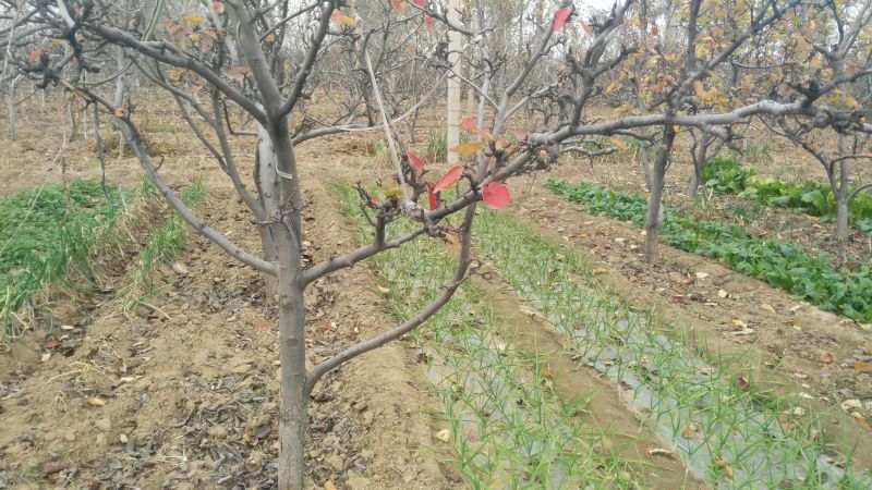 早酥红梨梨树苗一年苗玉露香品种纯正包成活技术